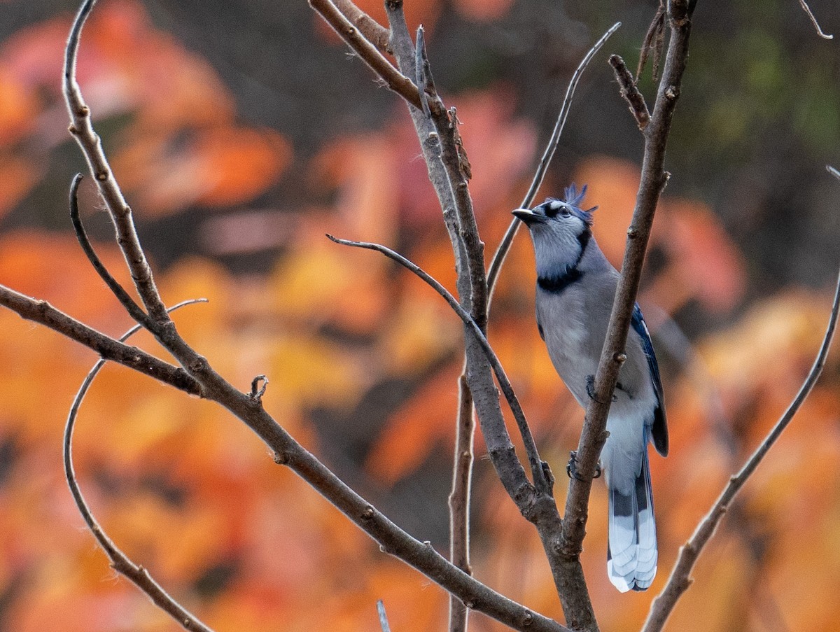 Blue Jay - ML501298951