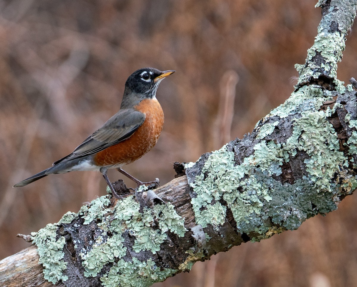 American Robin - ML501299191