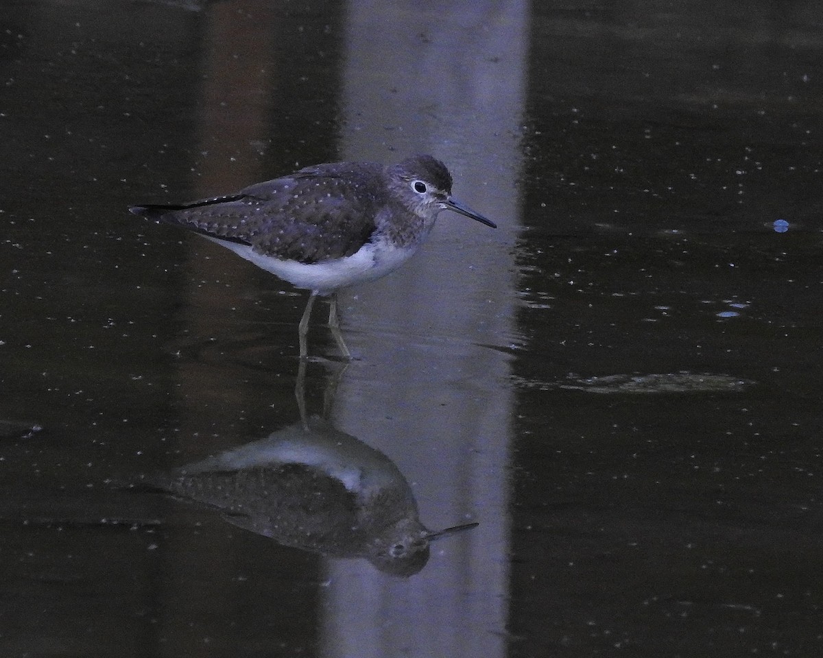 Solitary Sandpiper - ML501299421