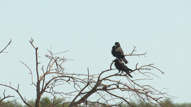 Little Crow - ML501299451