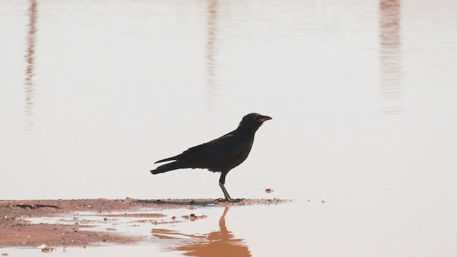 Little Crow - ML501299531