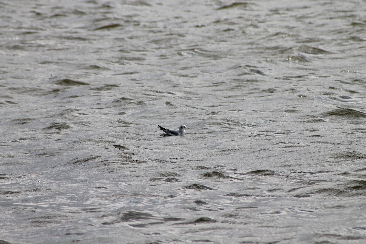 Bonaparte's Gull - ML501299951