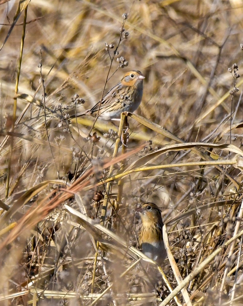 LeConte's Sparrow - ML501300141