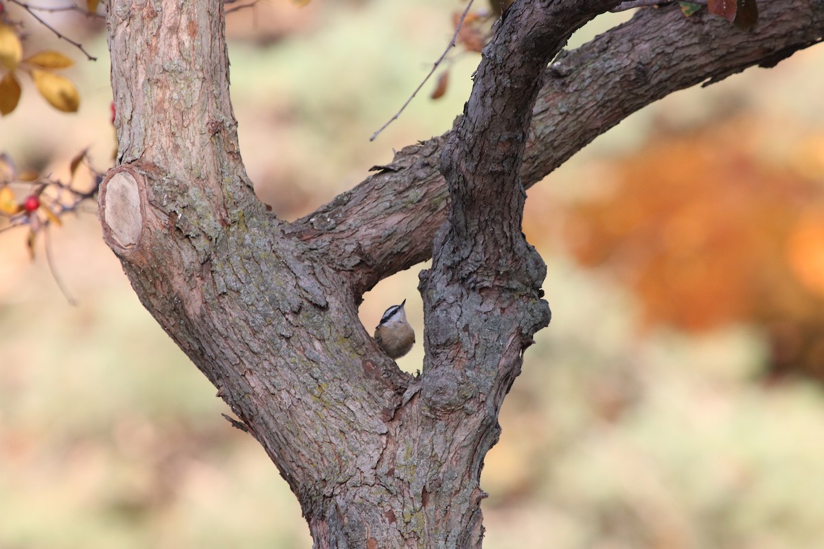 Red-breasted Nuthatch - Rayka Petkova