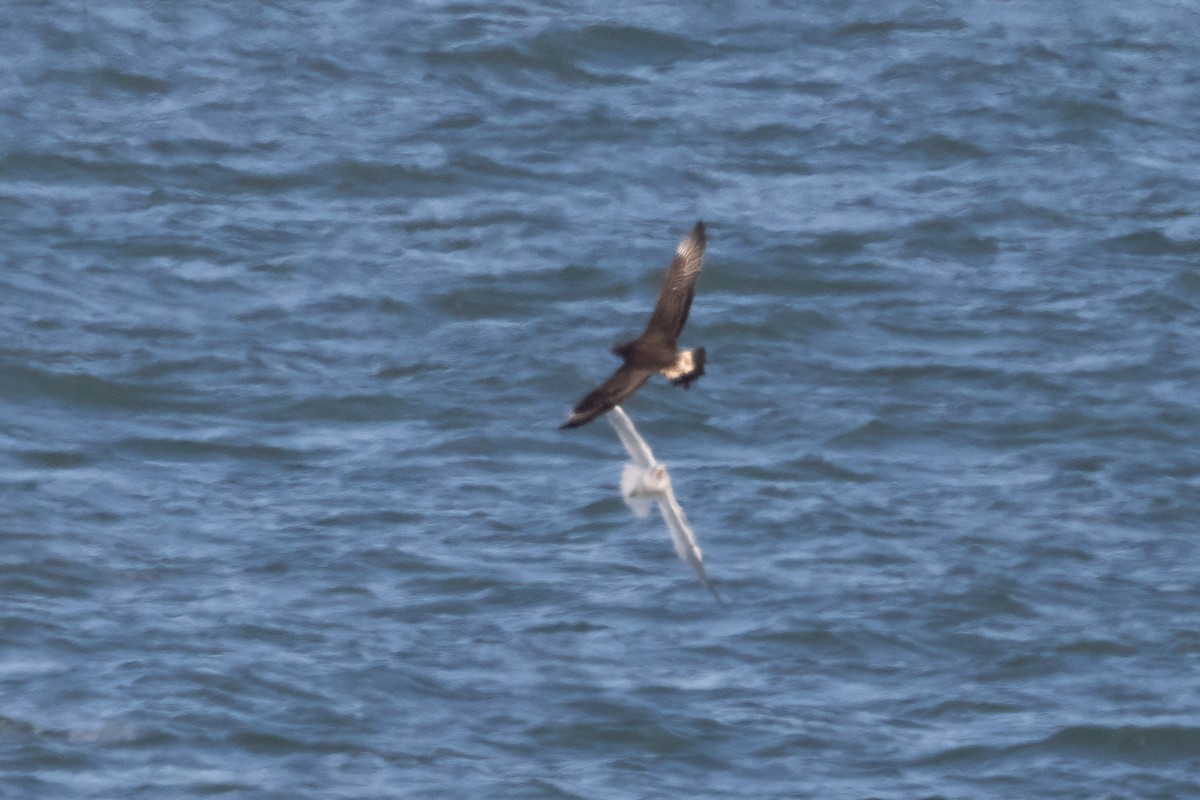 Parasitic Jaeger - ML501301081