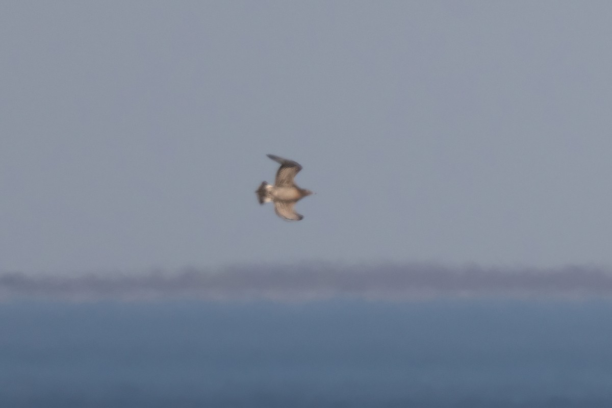 Parasitic Jaeger - ML501301091