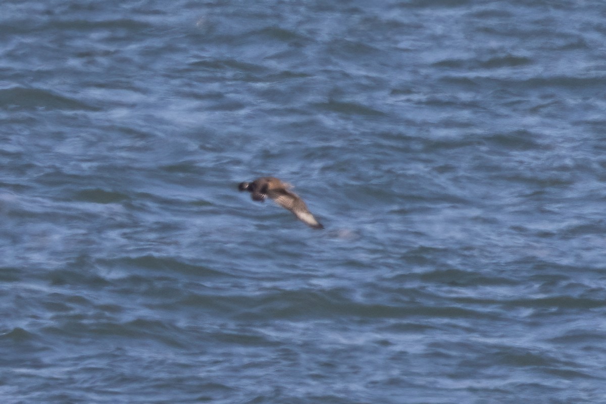 Parasitic Jaeger - ML501301101