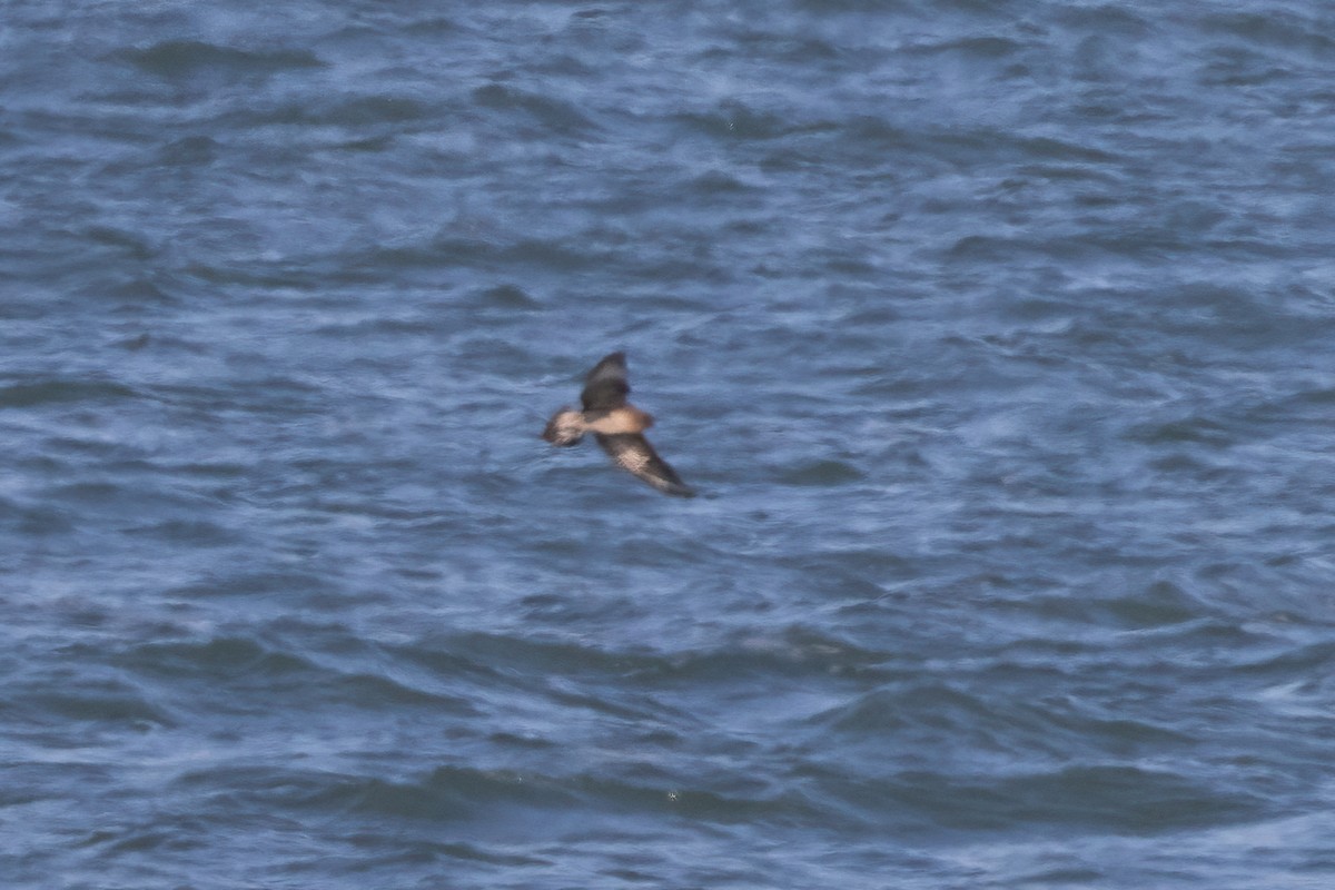 Parasitic Jaeger - ML501301121