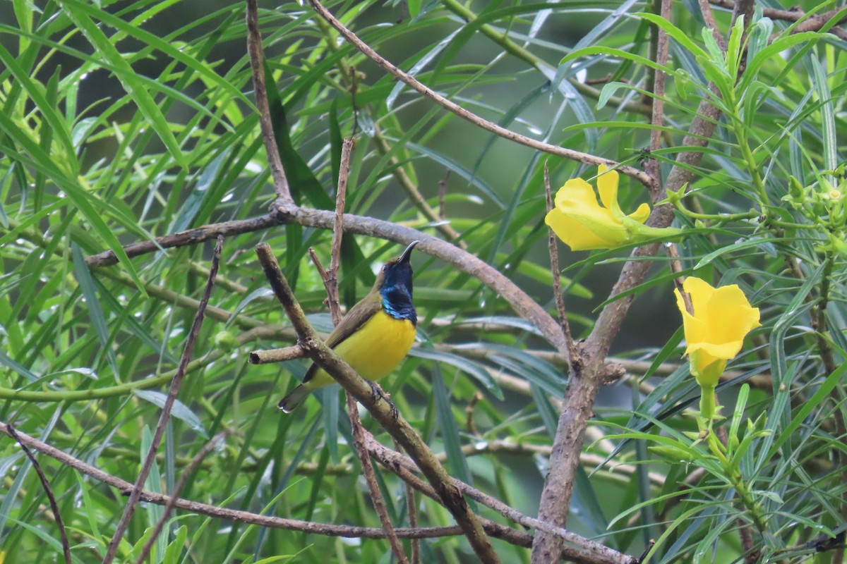 Garden Sunbird - ML501302391