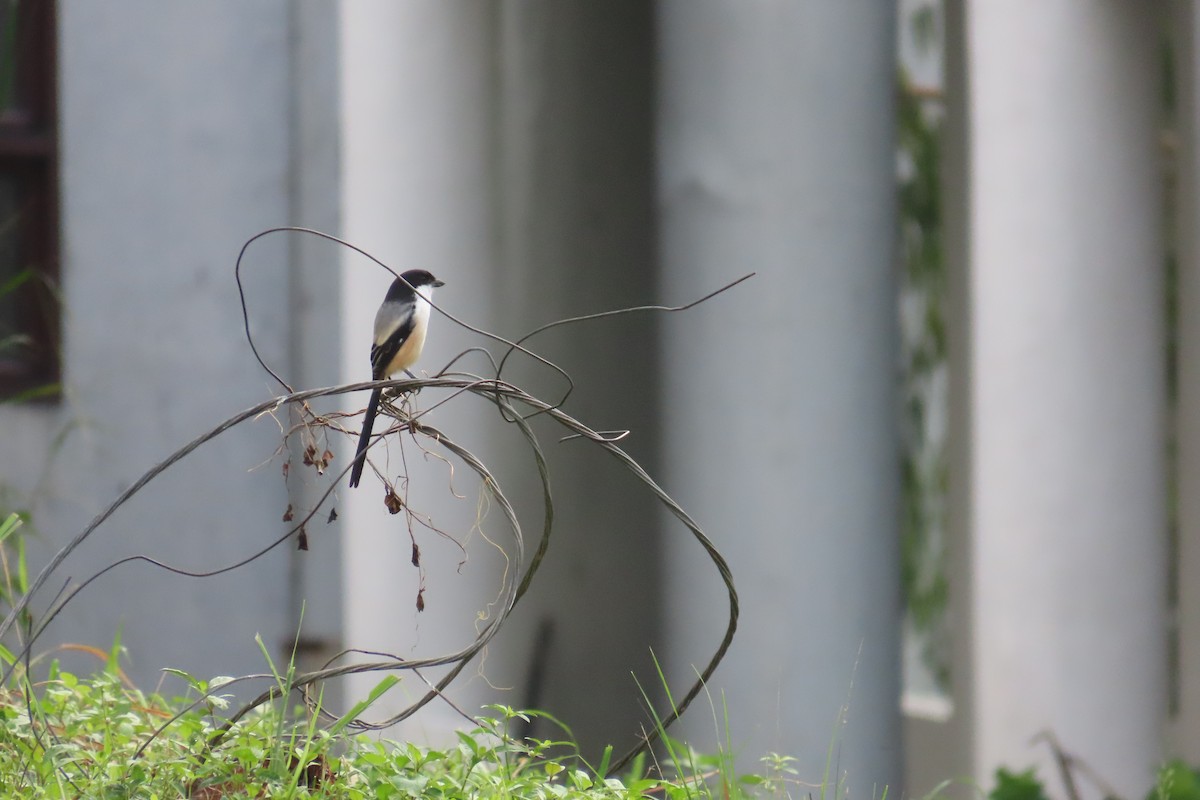 Длиннохвостый сорокопут - ML501302531