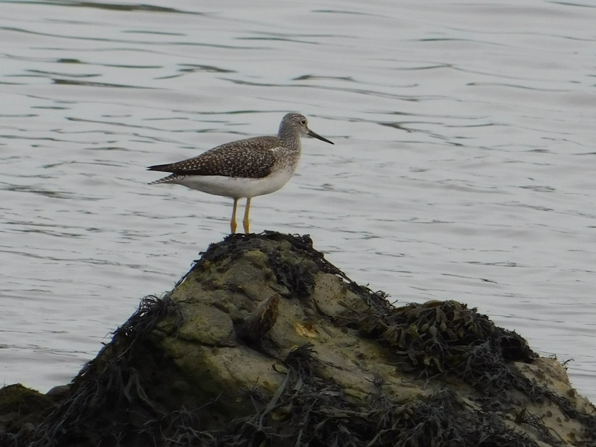 Greater Yellowlegs - ML501304631