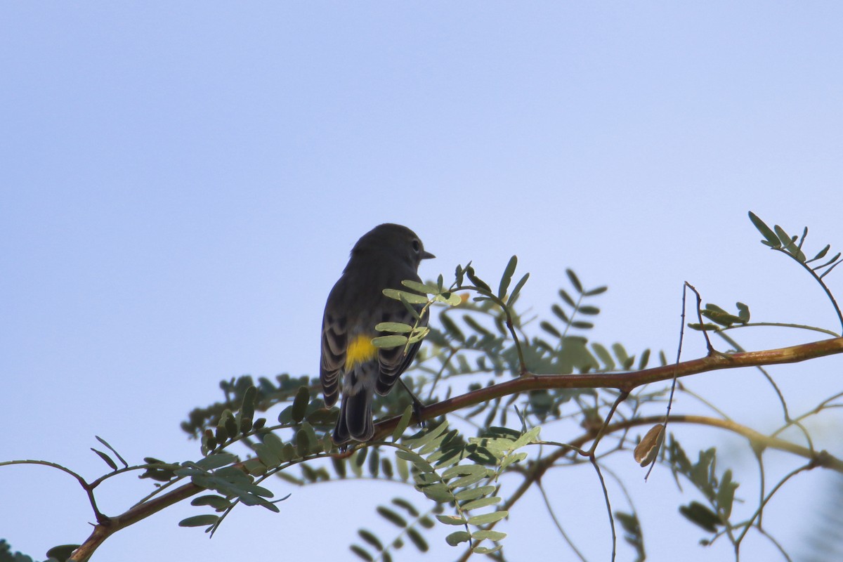 Yellow-rumped Warbler - Diana Spangler