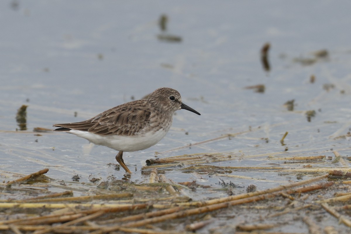 Least Sandpiper - ML501306091