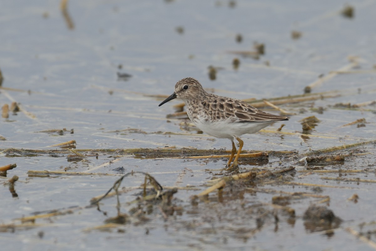 Least Sandpiper - ML501306121