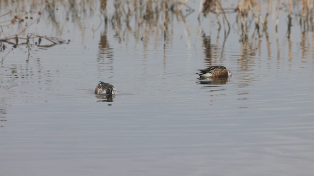 Northern Shoveler - ML501306421