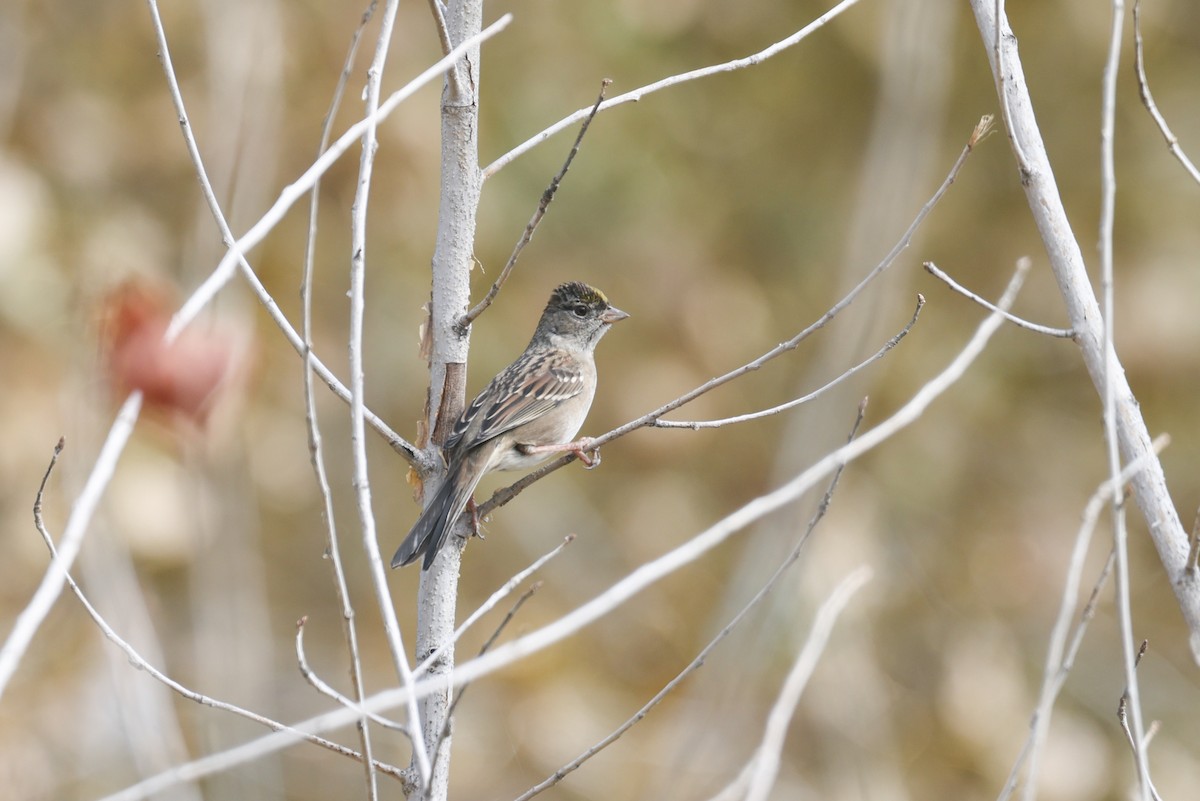 Golden-crowned Sparrow - ML501307151