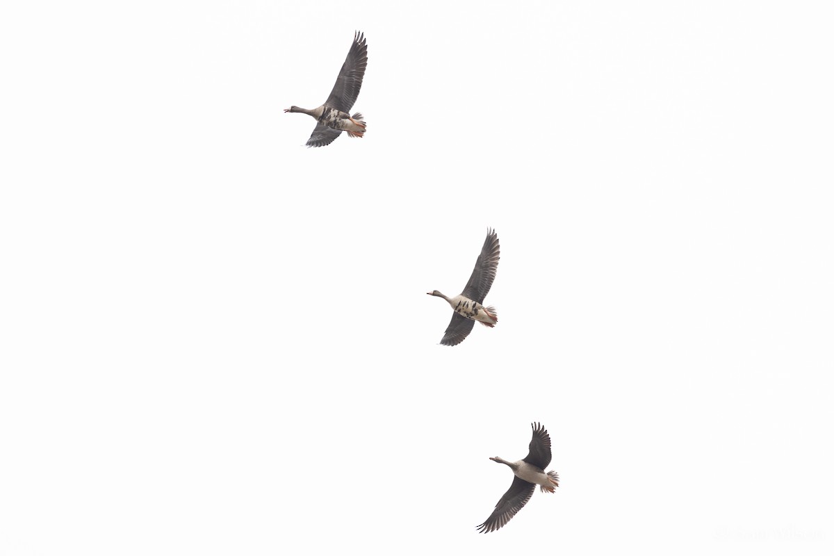 Greater White-fronted Goose - ML501308811