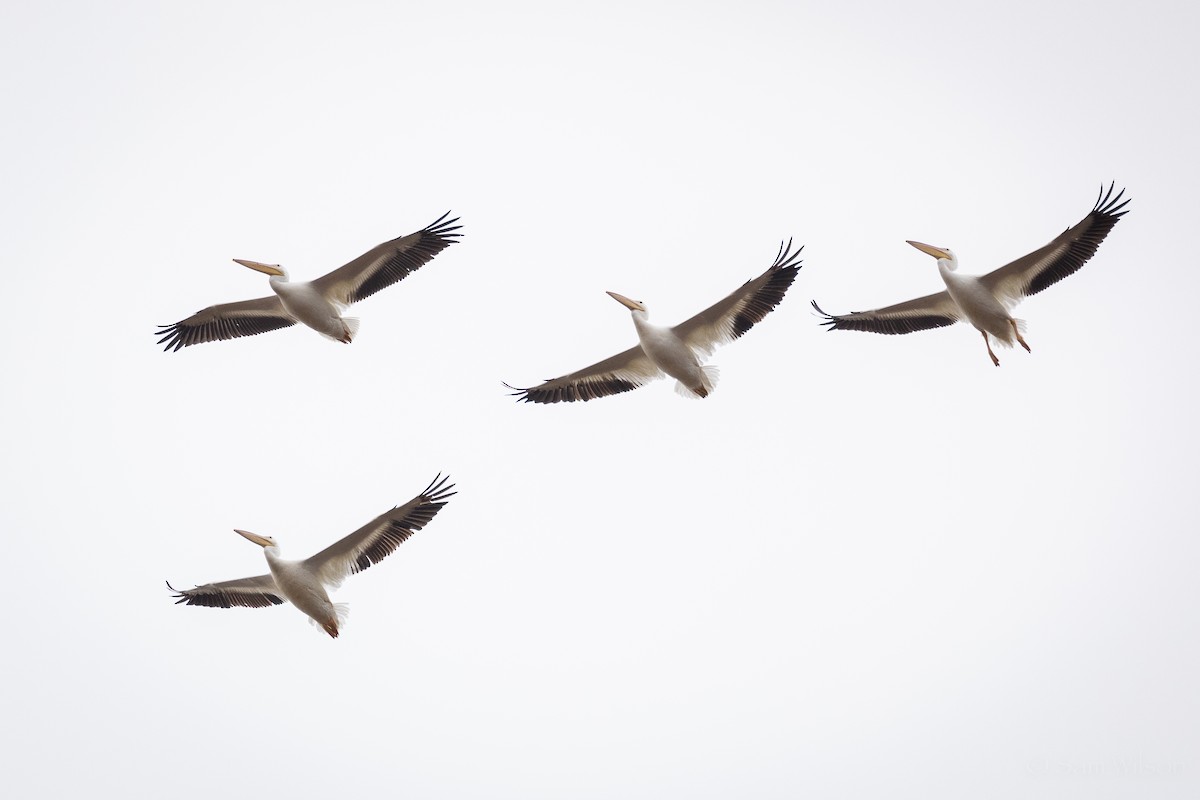 American White Pelican - ML501308901