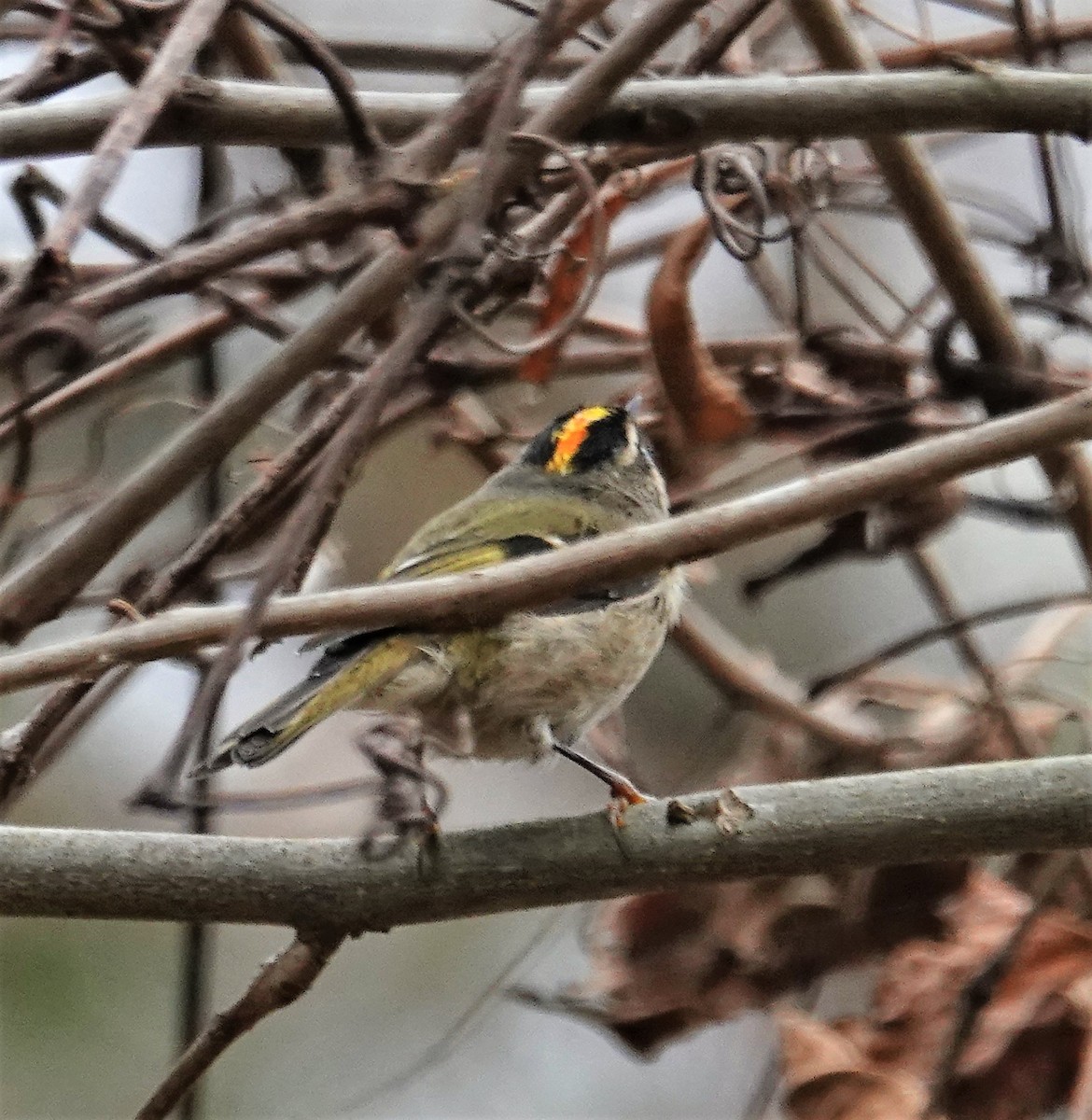 Golden-crowned Kinglet - ML501310141