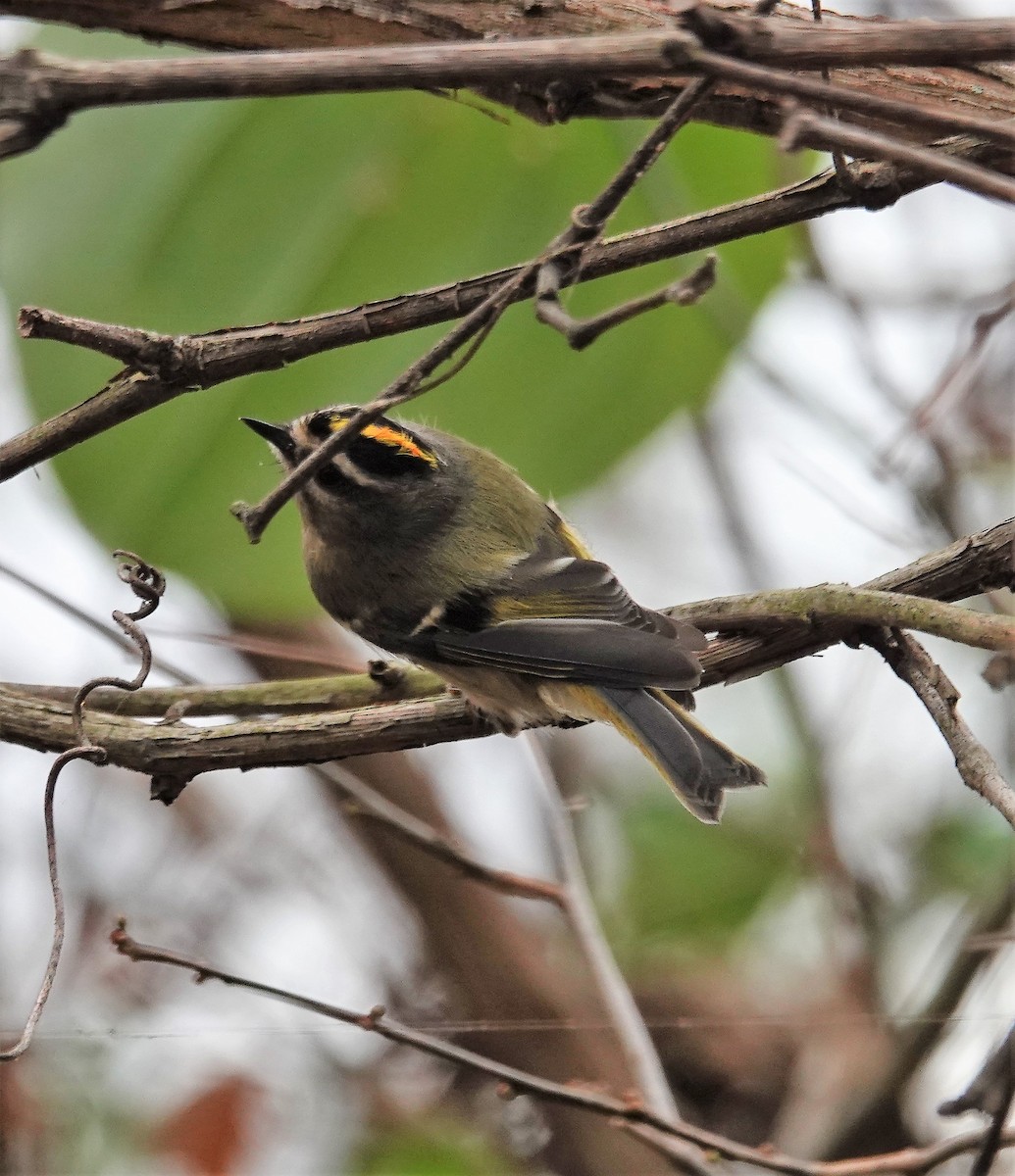 Golden-crowned Kinglet - ML501310151