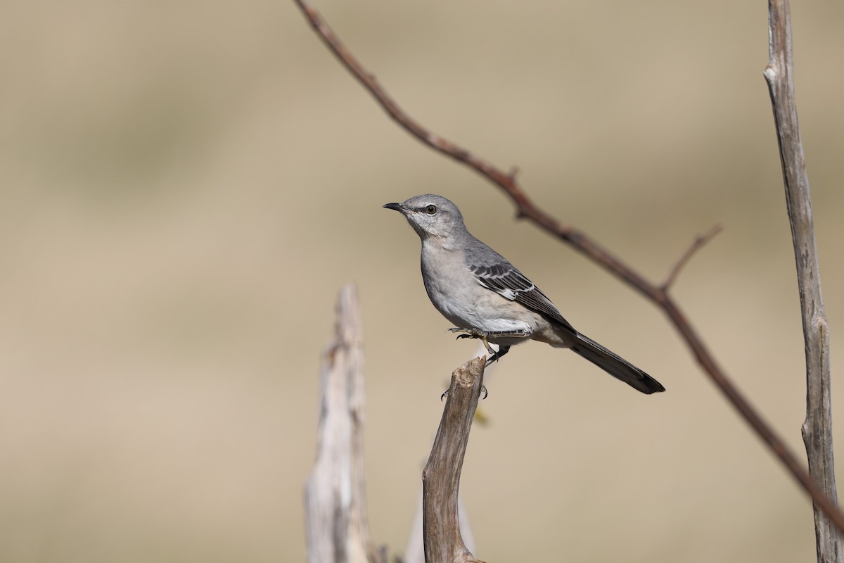 Northern Mockingbird - ML501310201