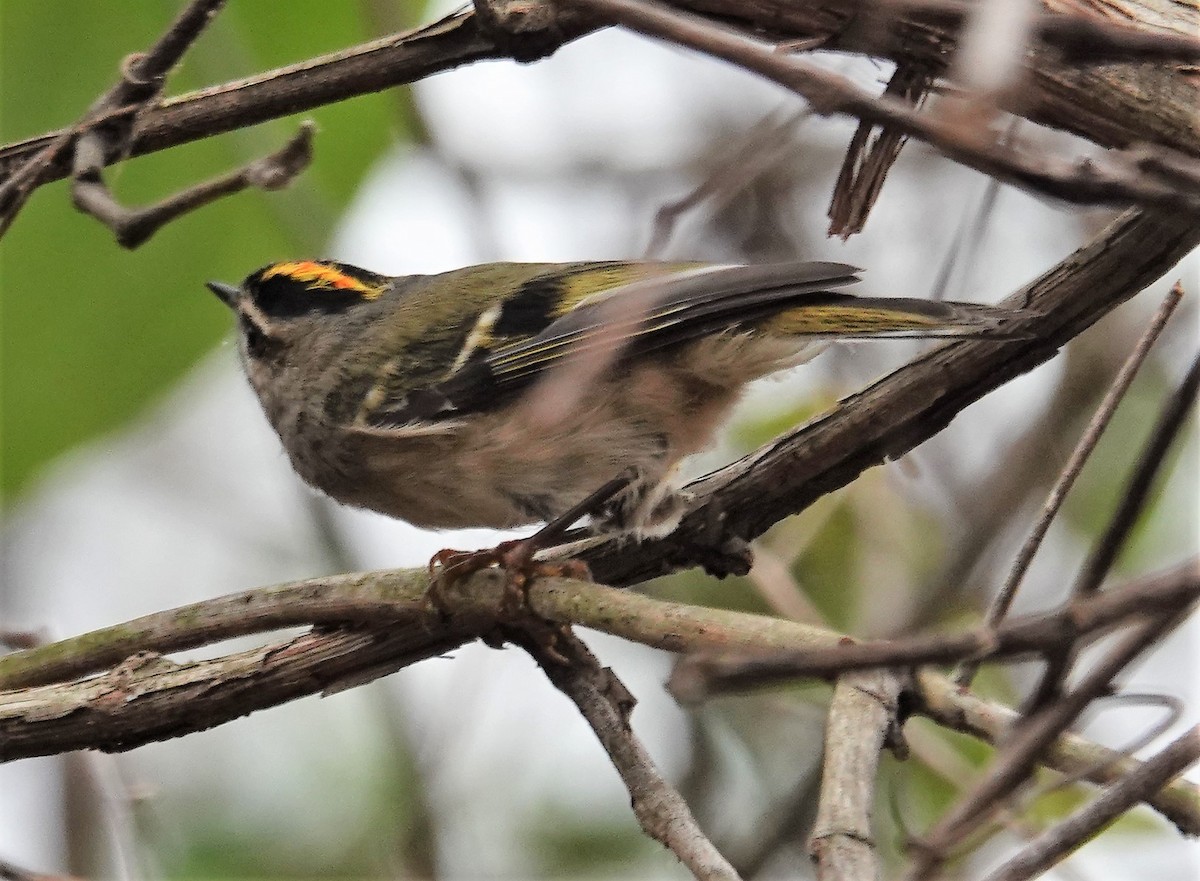 Golden-crowned Kinglet - ML501310231