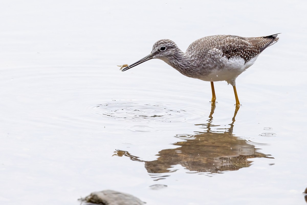 Greater Yellowlegs - Sandy & Bob Sipe