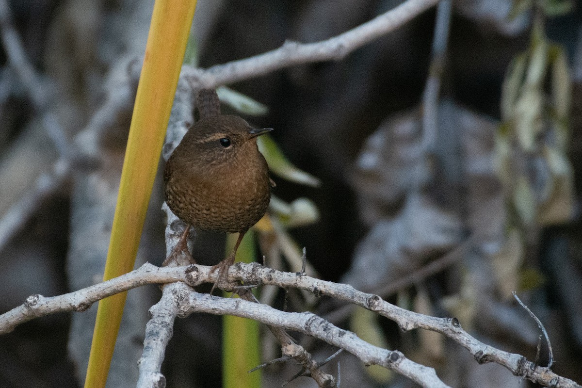 Pacific Wren - Owen Sinkus