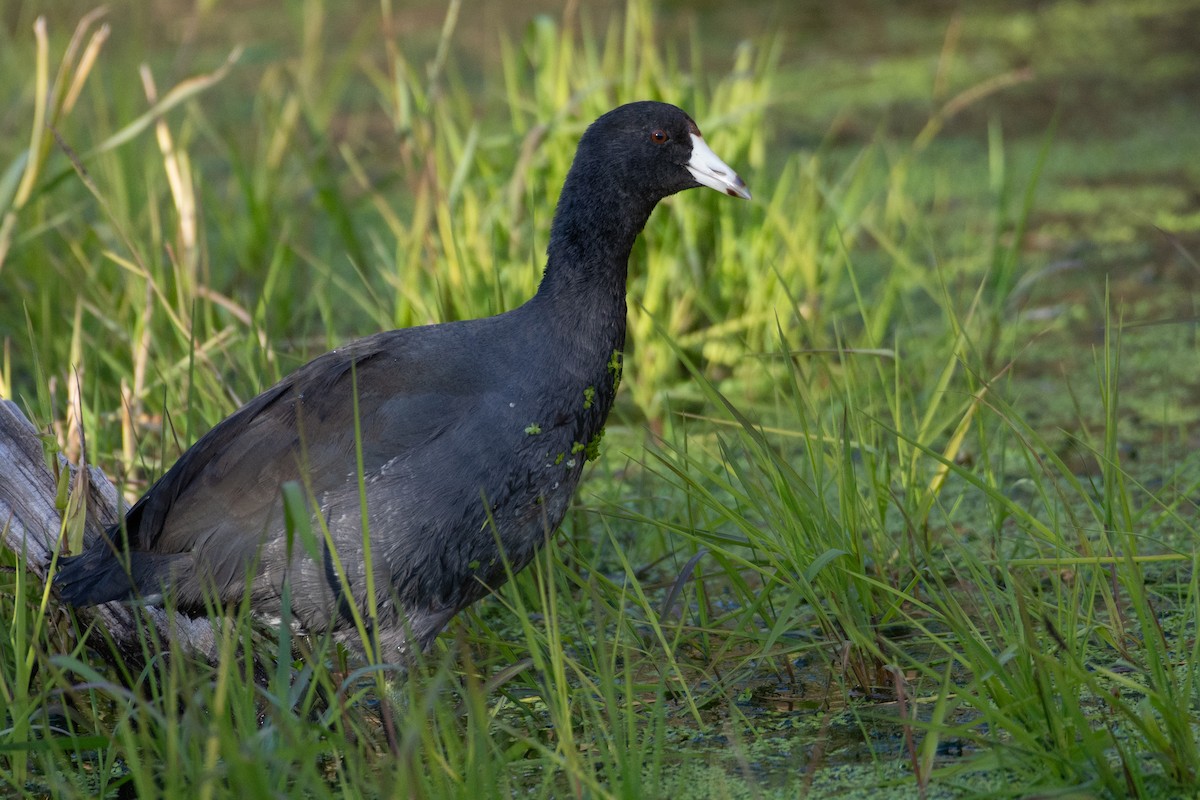 American Coot - ML501312601