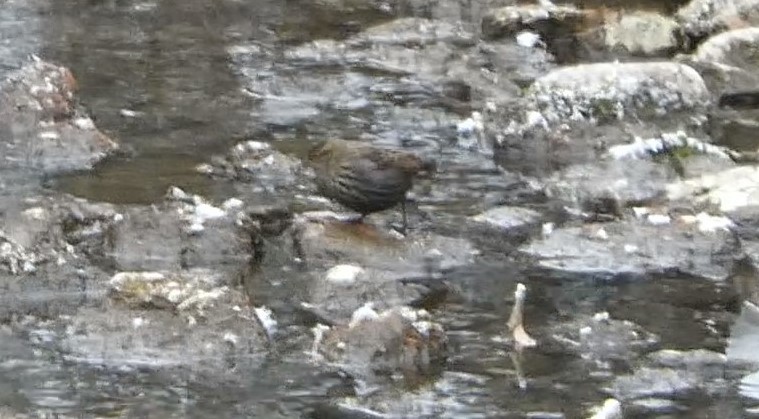 Red-winged Blackbird - ML501313291