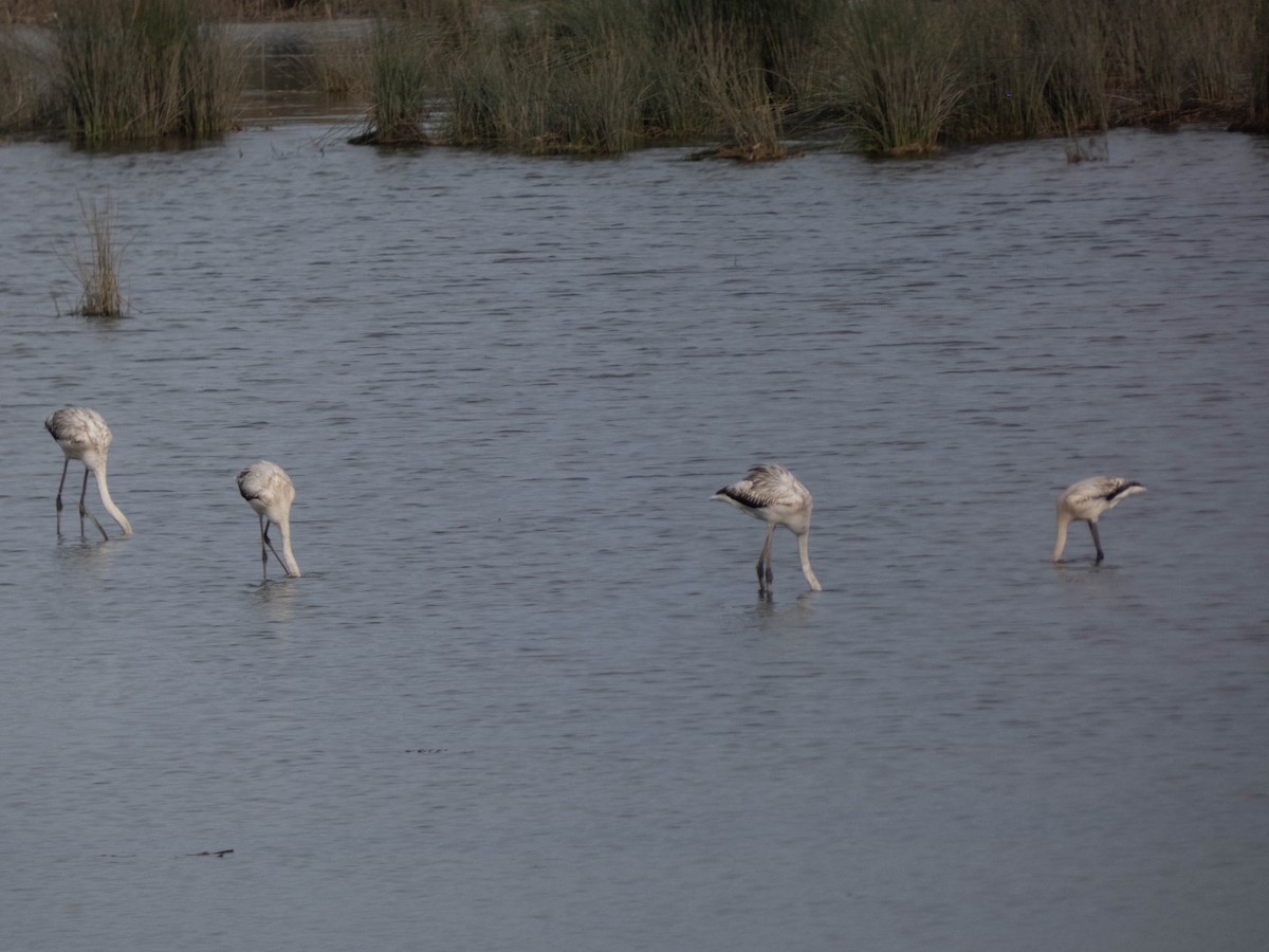 Flamant rose - ML501313431