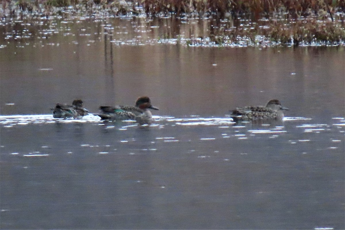 Green-winged Teal - JOYCE M DEPEW