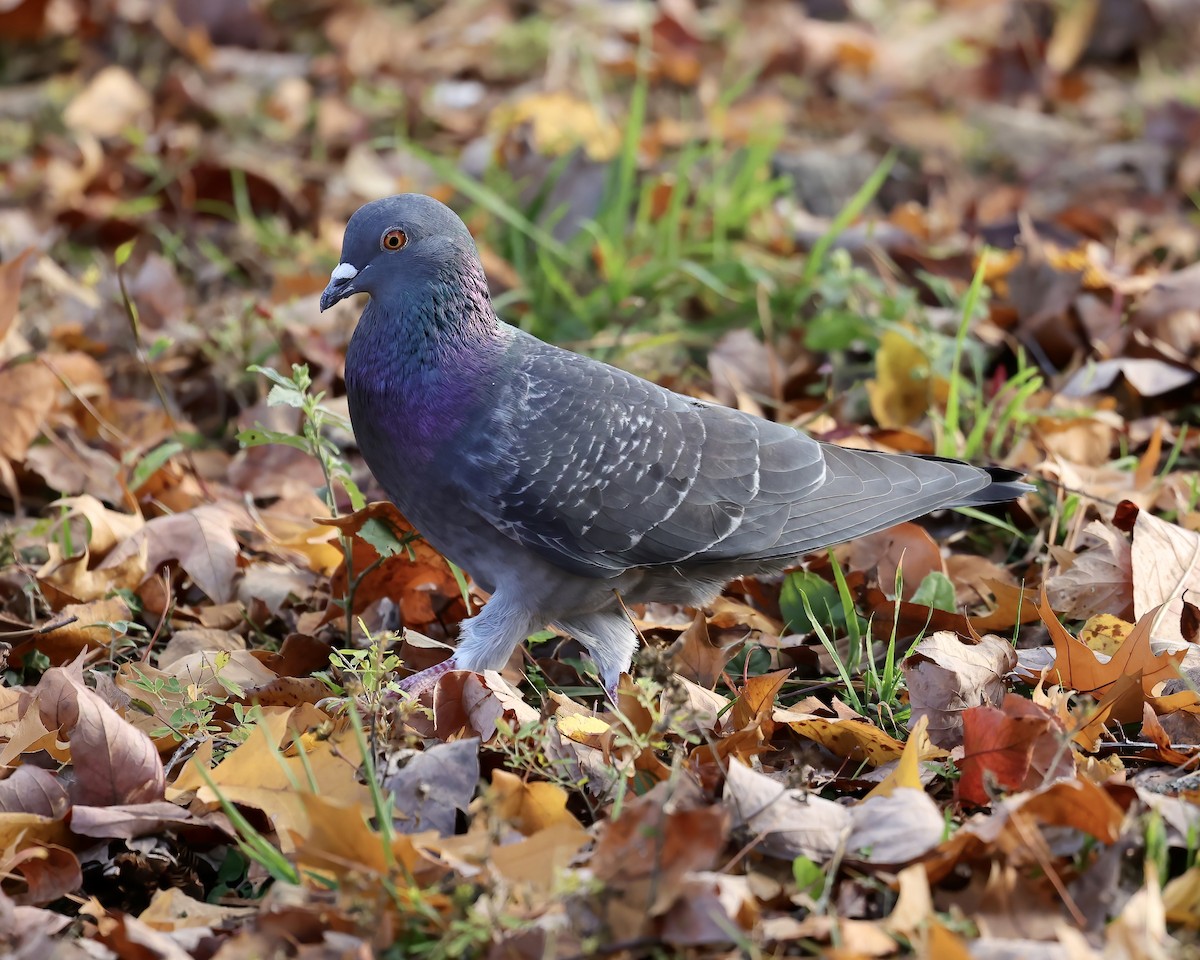 Rock Pigeon (Feral Pigeon) - ML501314361