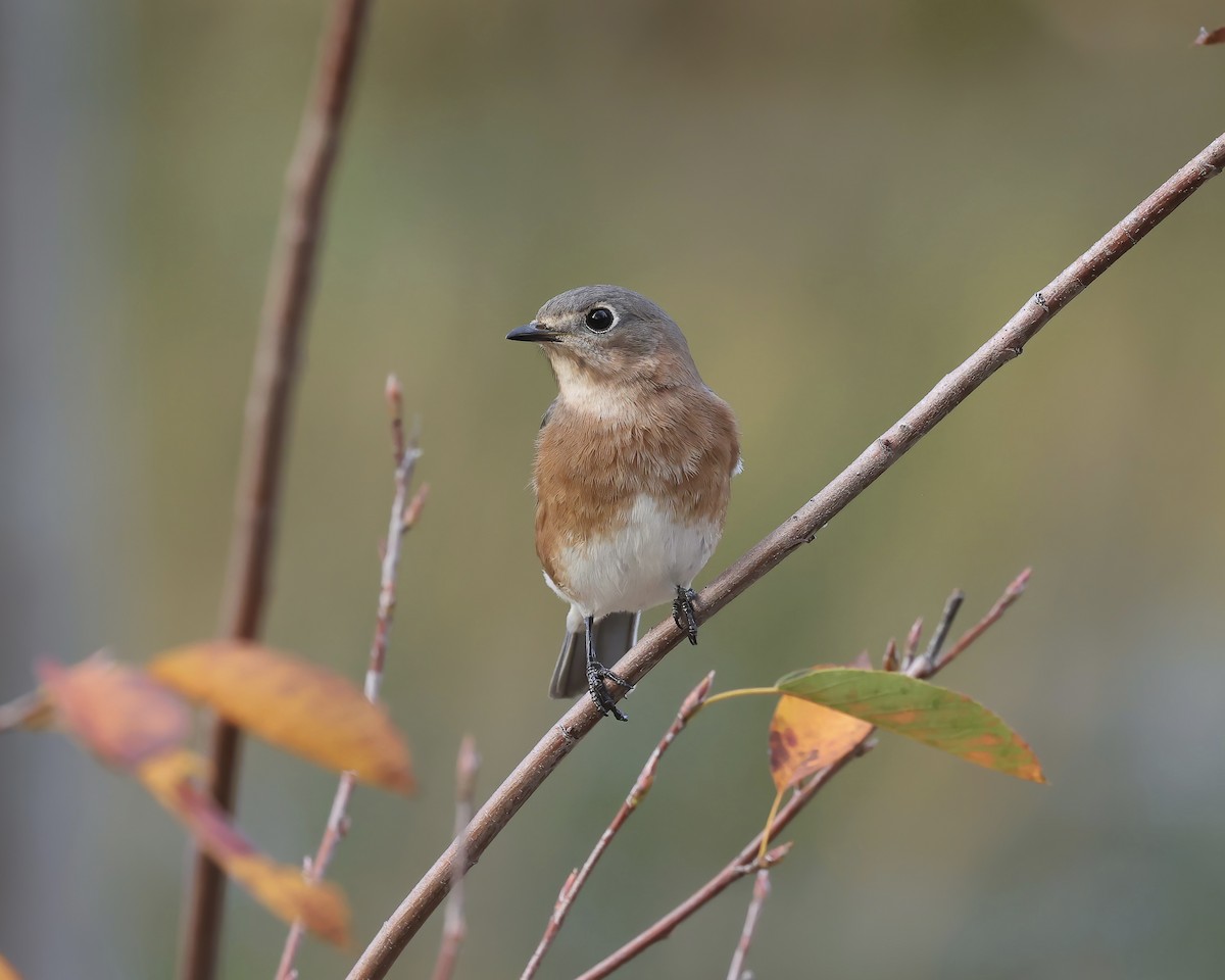 Eastern Bluebird - ML501314711