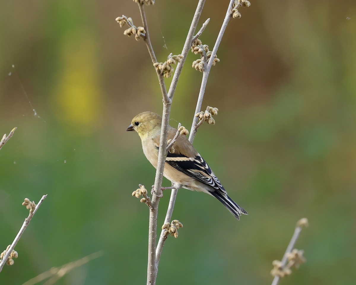 American Goldfinch - ML501314751