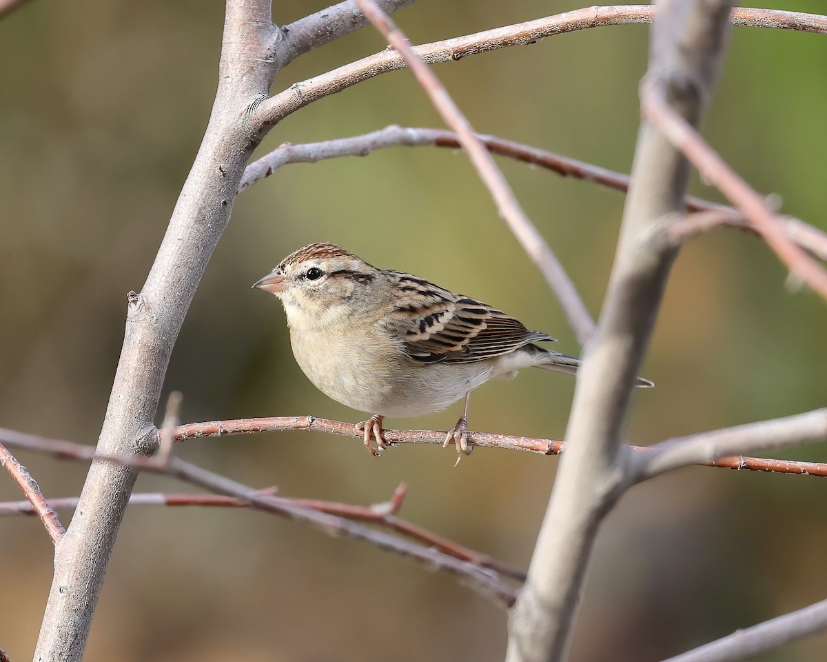 Chipping Sparrow - ML501314861