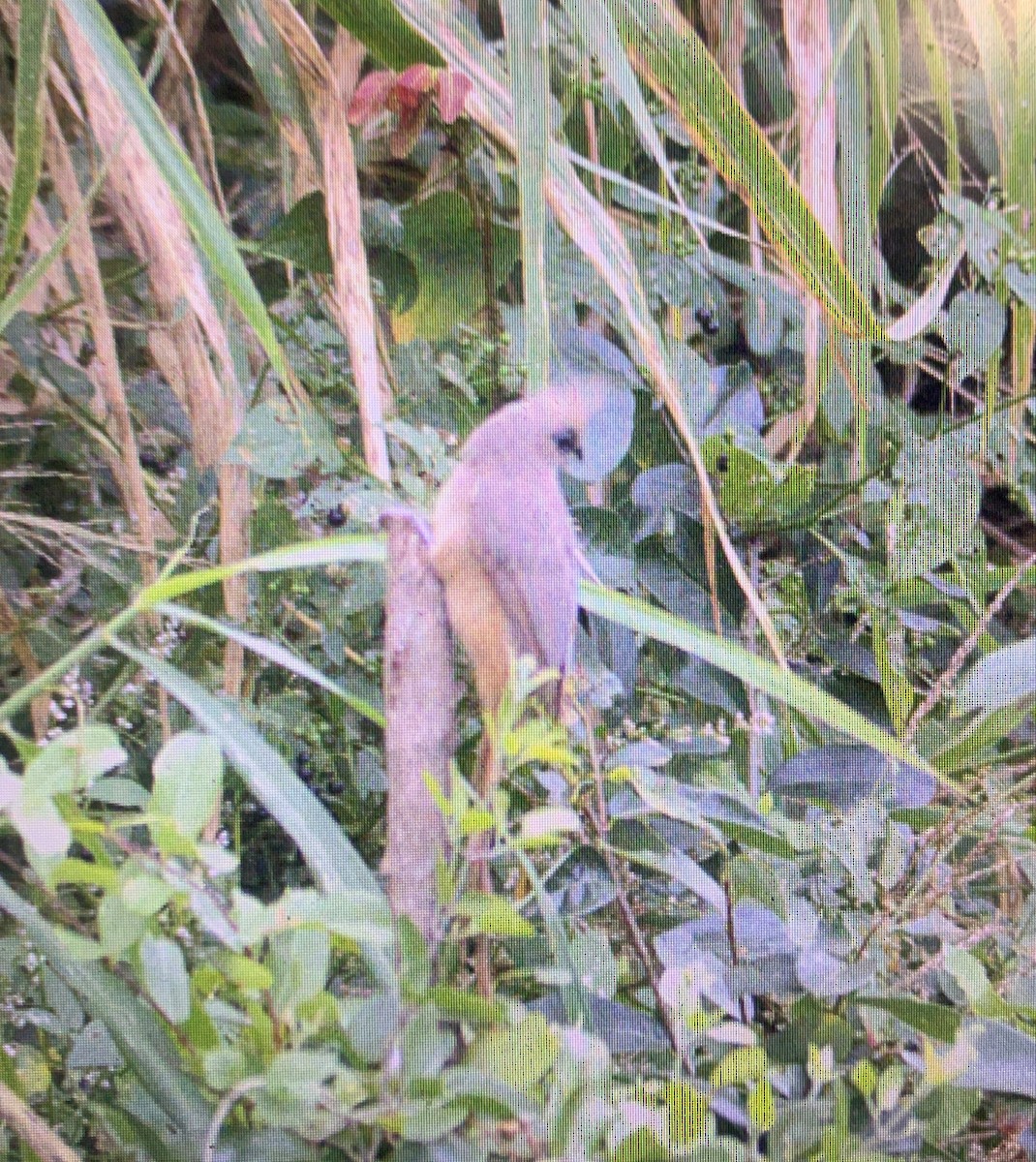 Speckled Mousebird - ML501315341