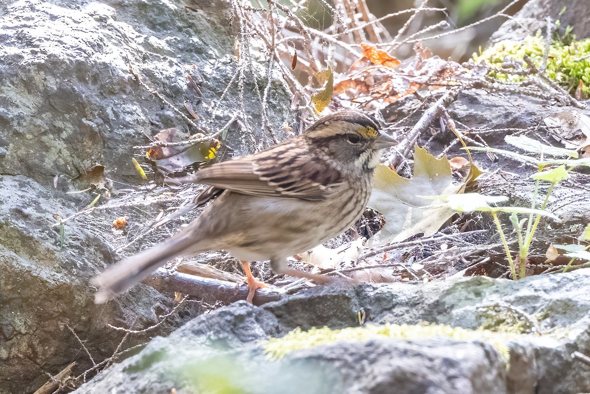 White-throated Sparrow - ML501315961