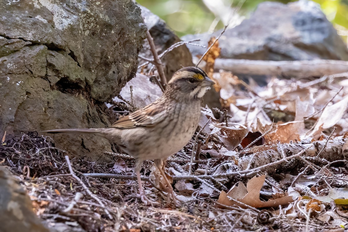 White-throated Sparrow - ML501316001