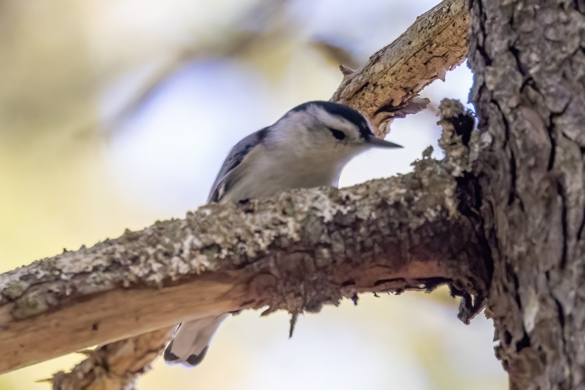 White-breasted Nuthatch - ML501316141