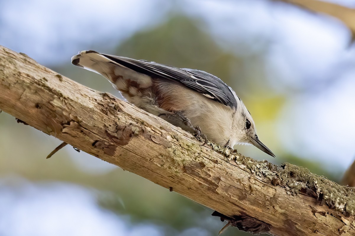 White-breasted Nuthatch - ML501316191
