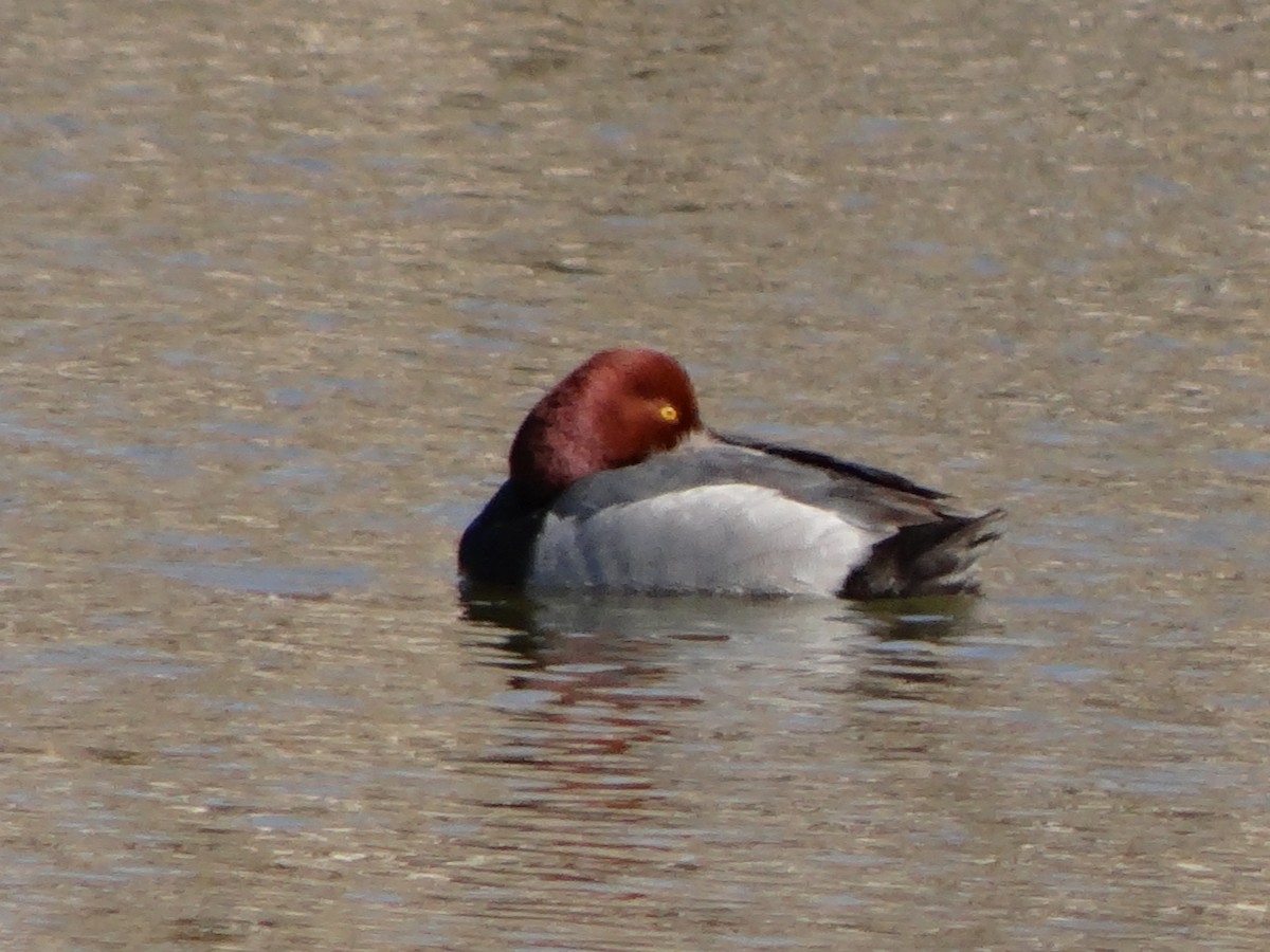 Redhead - ML50131811