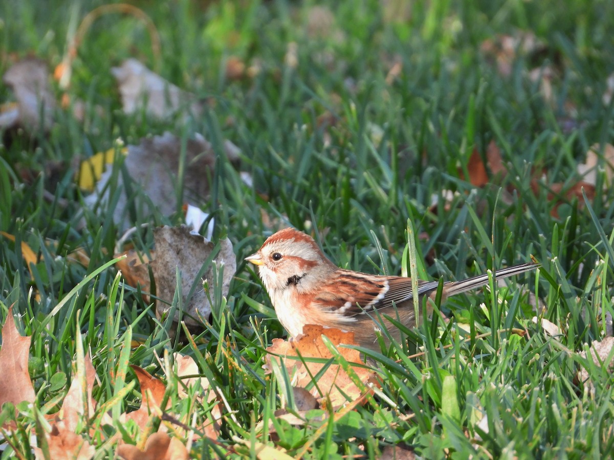 American Tree Sparrow - ML501319411