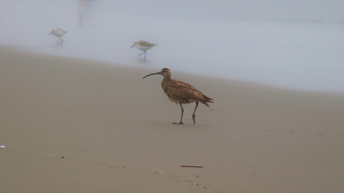 Whimbrel - ML501320011