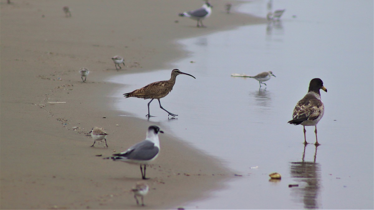 Whimbrel - ML501320021