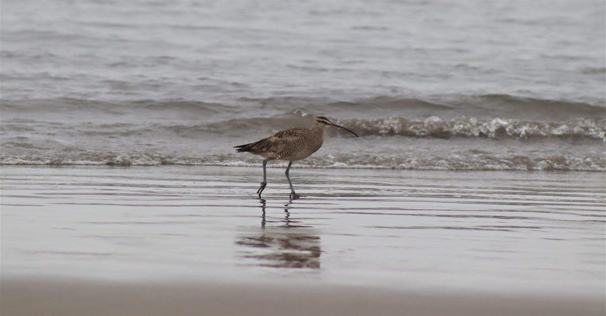 Whimbrel - José Panta Calderón