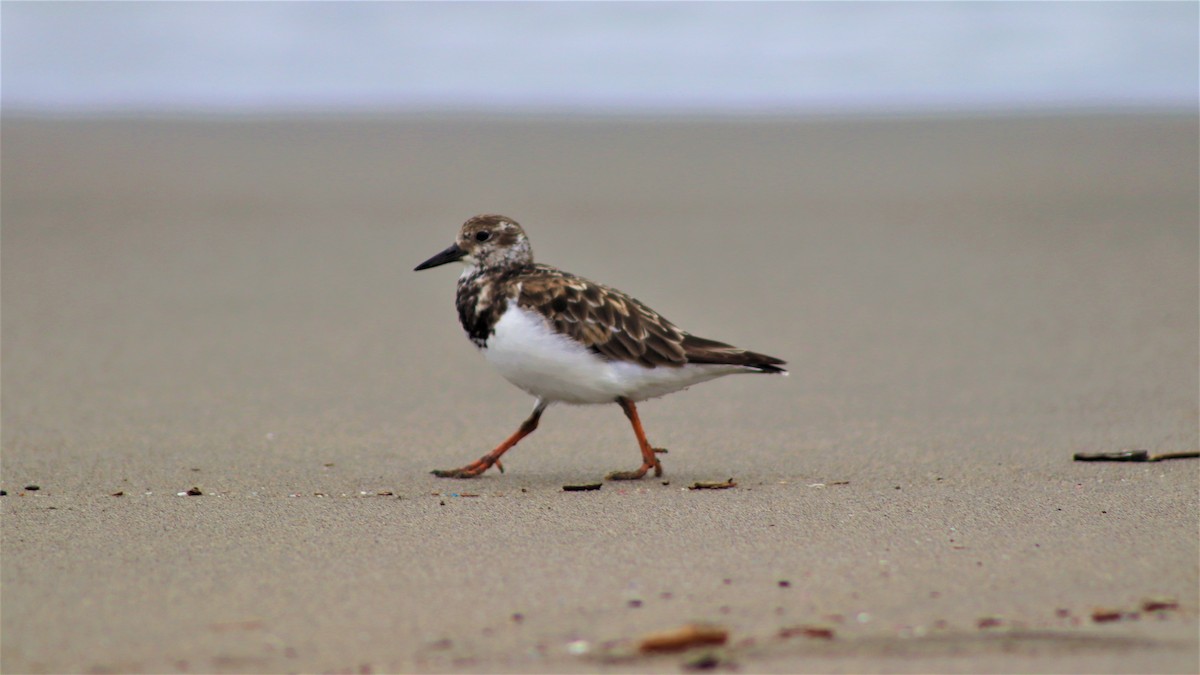 Least Sandpiper - ML501320161