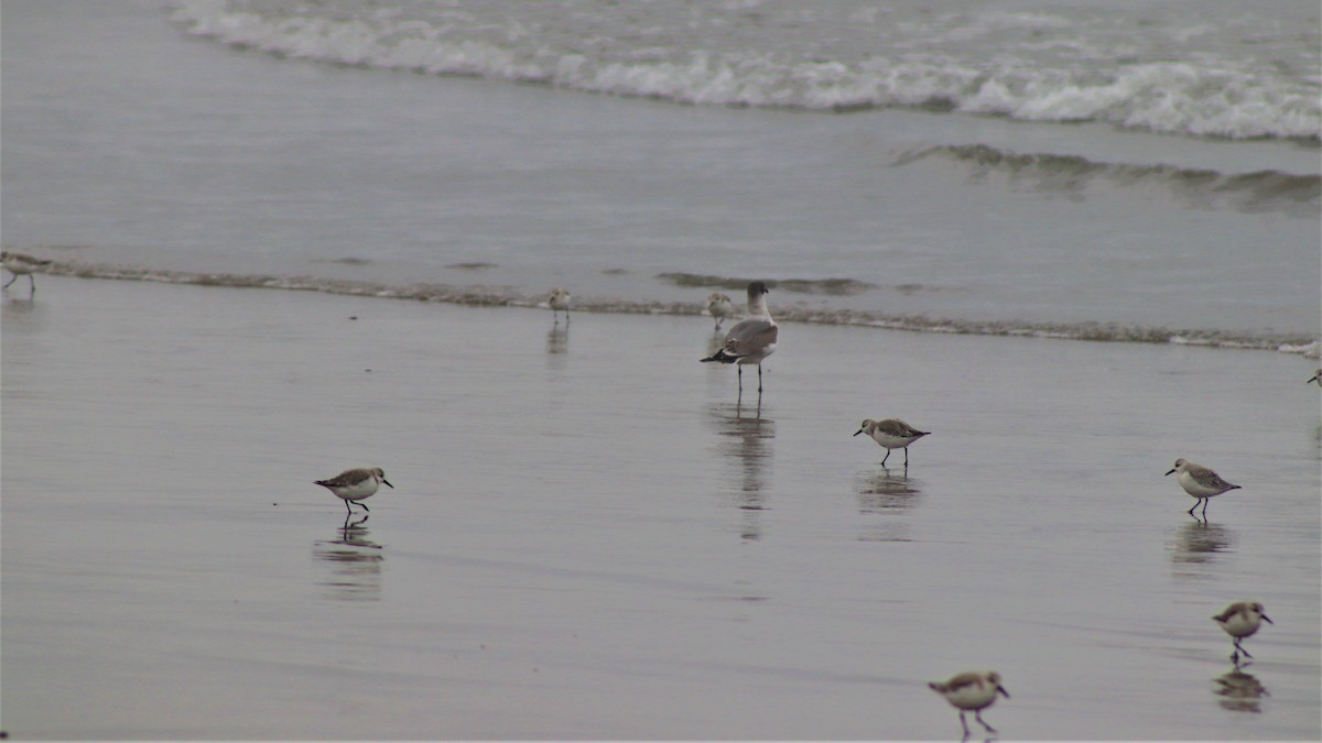 Sanderling - ML501320331