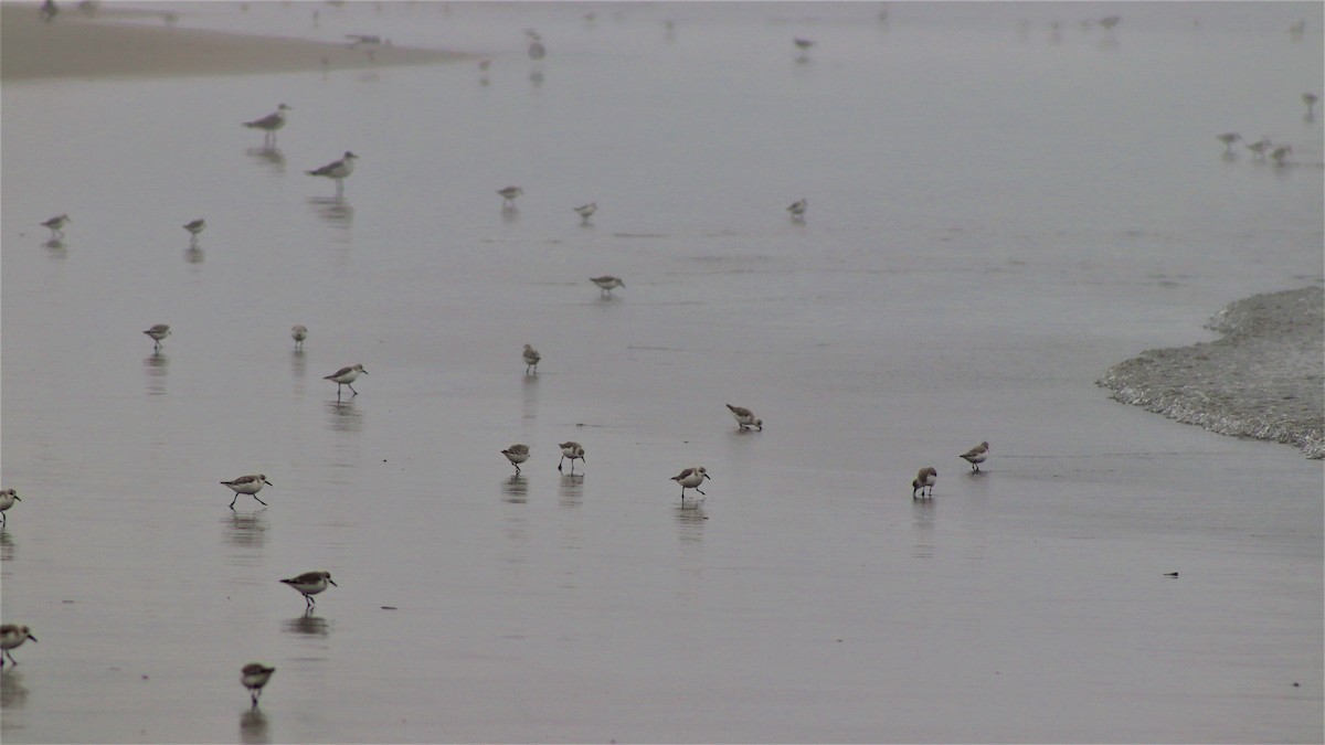 Sanderling - ML501320341