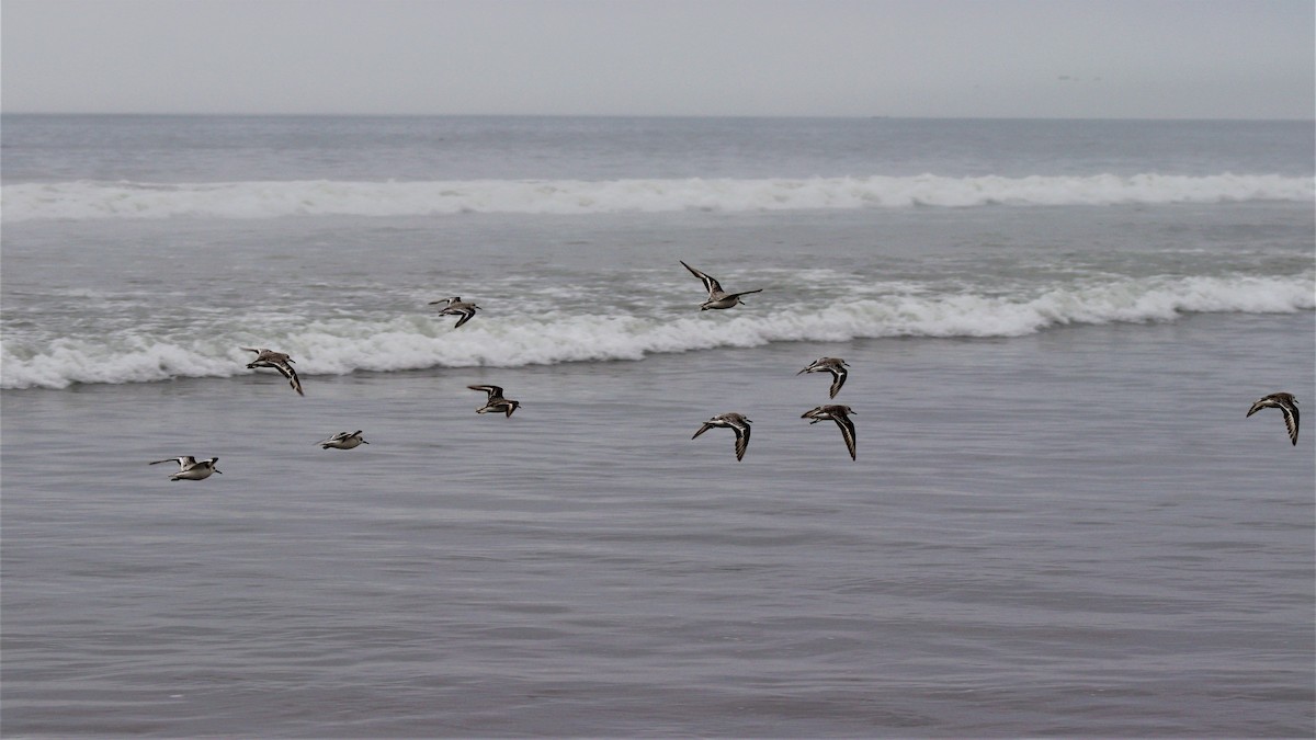 Sanderling - ML501320351